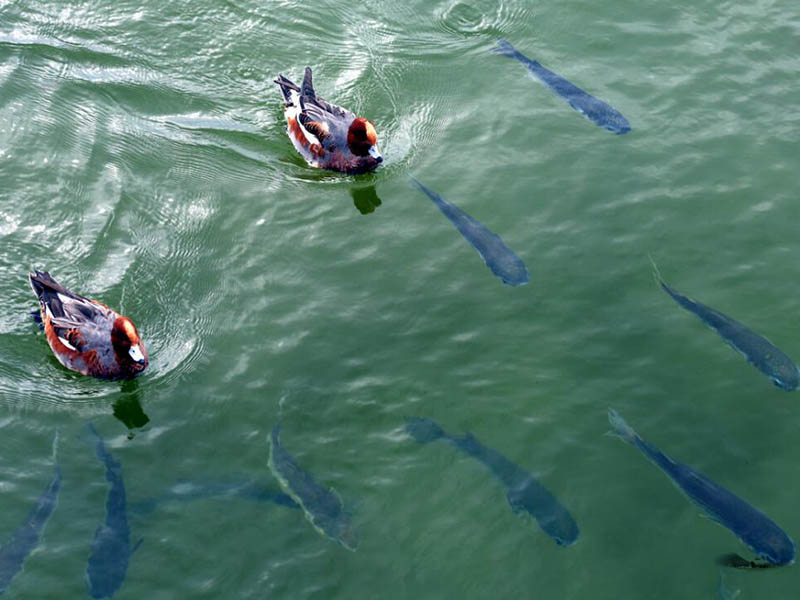 水產(chǎn)養(yǎng)殖水質(zhì)檢測限值（水產(chǎn)養(yǎng)殖水質(zhì)檢測常用指標(biāo)）