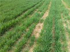 土壤養(yǎng)分速測(cè)儀應(yīng)用具有重大意義