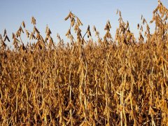 光合作用測試儀為高光效育種提供基礎(chǔ)